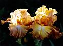 (40) iris